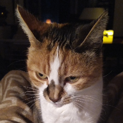 avatar for alikatze@social.tchncs.de